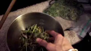 Havesting my first ever mj plant - Hindu Skunk, DWC, Scrog