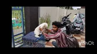 Dusky Got Body Heat 🐶💔 Doctor Came Home to Treat Her