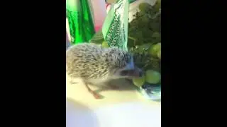 Hedgehog eating grapes