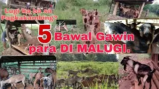 5 Bawal Gawin Upang Di Malugi sa Pagkakambing | Goat Farming Business | Farming Business Atbp