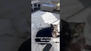 Let's romanticize not working #cats #catvideos #cute #fyp