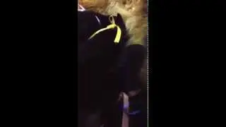 12 day old German Shepherds  :) puppy sounds puppy breath :)