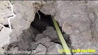 Oh My God! Amazing Man! Dig a cave to catch snakes Cobra 3kg
