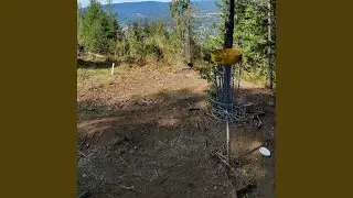 Dog on the discgolf course
