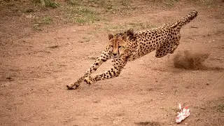 Миссия Cheetah Outreach CC (COVID-19/декабрь 2021 г.)