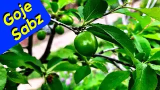 Годже Сабз (Посадка кисло-зеленой сливы)