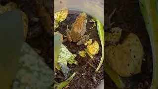 #frog #music #tiana #prince #ribbit #terrarium #sistersplaypretend