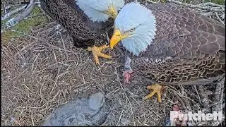 Southwest Florida Eagle - M15 i Harriet & E19🐥🍀i  E20🐥🍀- Wspólne karmienie - Agresja E19🐥🍀