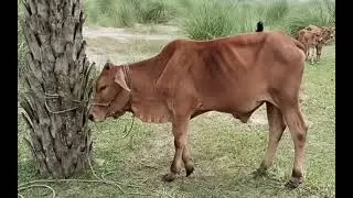 A Bangladeshi village #villagelife #bangladesh #cow #goat #boat #youtubeshorts #facebook @akaflatun 