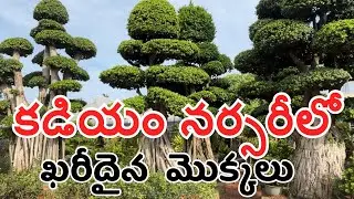 Kadiyam nursery |కడియం నర్సరీ | plants | costly plant | old trees#skssirikivlogs