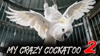 Attention-Seeking Cockatoo DEMANDS Applause &ndash; Funniest Moments