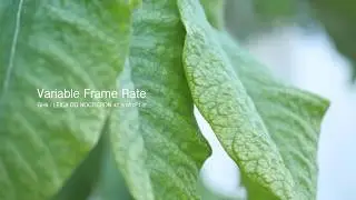 GH5 VFR + 42.5mm F1.2