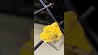 snake content,#hewan #snake #viralvideo #shortsvideo #viral #duniahewan
