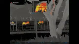 Bushpig thermal hunting