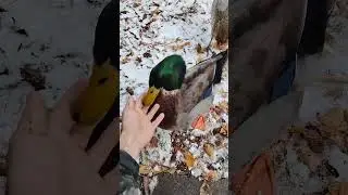 George the duck 🦆 Wet snow and snow balls! #michigan#georgethe duck#duck#chickens#pets#snow