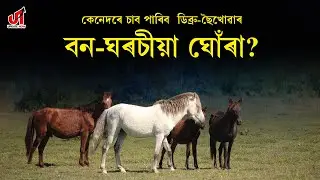 Ground zero report from dibru-Saikhowa national park