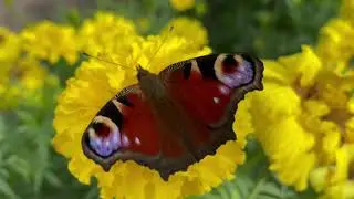 Butterflies in September with Deep Relaxing Music HD | Бабочки в сентябре и глубокая приятная музыка