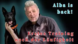 Albas erstes Training nach der Läufigkeit