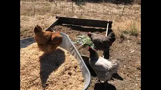 Using hens to make quick compost for a no-dig vegetable garden.