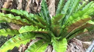 Birds nest ferns grow in trees!