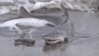 狙いは青物回遊魚なのですがシロザメが釣れました！