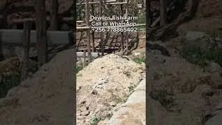 Feed Fish without buying feeds