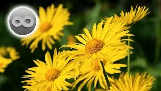 ♾️🌻[1 час] Успокаивающая атмосфера поля подсолнухов