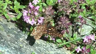 Asian Fritillary, Grimentz, 07 07 23 20230707100042