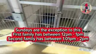 Let's walk through the adoption process!