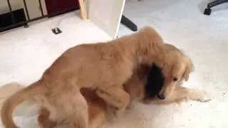 Lexi & Baxter playing