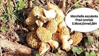 True Morel, Forrest therapy, April '24.#video #new #viral #trending #nature #pilze #foryou #mushroom