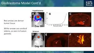 Webinar - Supporting Preclinical Drug Development with In Vivo Imaging with Dr. Grace Walton