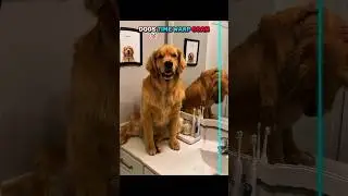 dogs time warp scan vs cats 🔥💀 #trolledit #cat #dog #cute #shorts