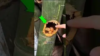 Bamboo Worms 🐛🍗