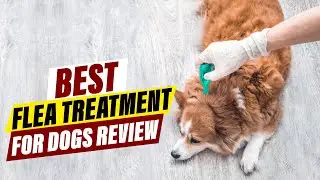 Best Flea Treatment for Dogs in 2026: A Comprehensive Review