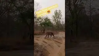 TadobaVlog Male tiger territory sprey Marking #tadoba national park #shortvideos #wildlife #viral