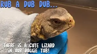 Using a Doggie Tub to Bathe a Lizard?  Why Not!?!?