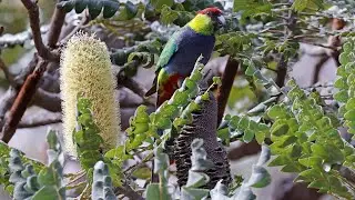Australia Part 40: Birding Victoria Dam - Pingelly - Dryandra Woodland (WA) Oct 18