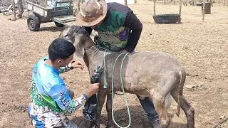 VICTOR TOSANDO O CARNEIRO BERGAN&Ecirc;S JUNTO COM O NALDINHO DAS GAMELA E O BICHO VAI FICAR LINDO
