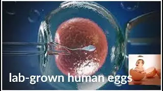 Lab-grown human eggs, transforming options for creating families - Bawa Media