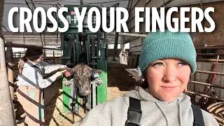 Working WITH Our Cows, NOT Against Them. Pre-Calving Work!