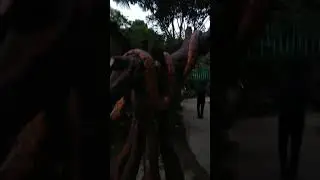 Snake