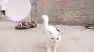 Free Dish DTH System is live!