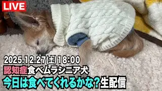 【認知症食べムラシニア犬　今日は食べてくれるかな？】生配信