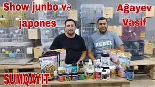 Show junbo, japones Vasif Ağayev Sumqayıt #mubarizemintv #showjunbo #japones #tutuqusu #kuş