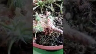 07. Drosera Scorpioides (Green Capensis)
