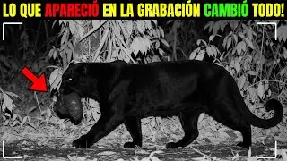INÉDITO: LO QUE LAS CÁMARAS REVELARON SOBRE LA PANTERA NEGRA EN CAMERÚN