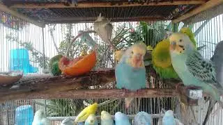 Beautiful Budgies for Visual Relaxation #visualtherapy #luxurypets #calmcontent