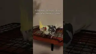 LL Coolbird's new stream perch!