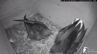 LDF Svīru būrī ielido sve&scaron;iniece (cita svīre)/ Stranger flies in Common Swift's nest